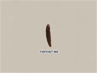 藏品(避債蛾)的圖片